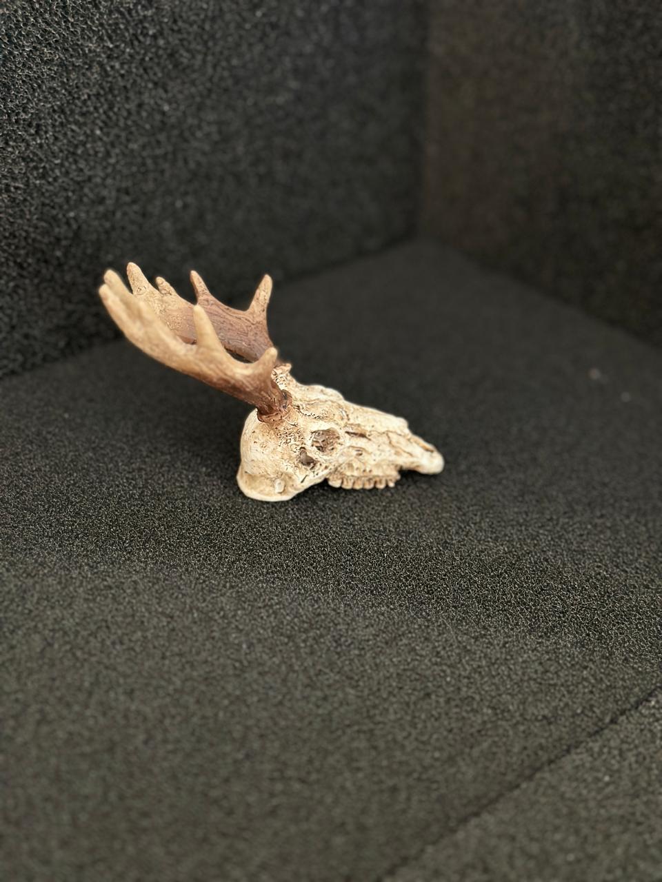 Deer Trumpet Skull