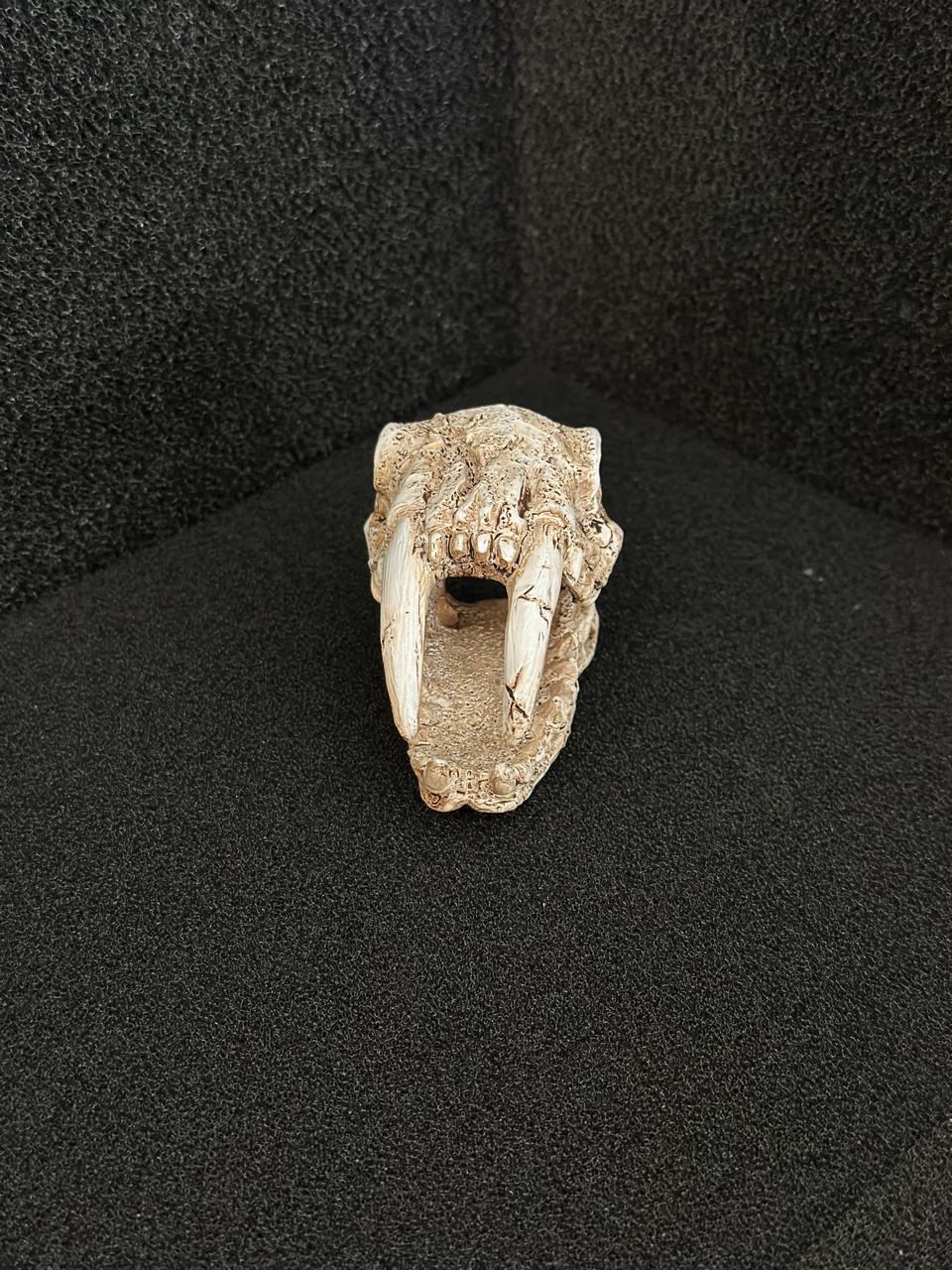 Saber Toothed Tiger Skull