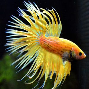 Betta fish - Crowntail