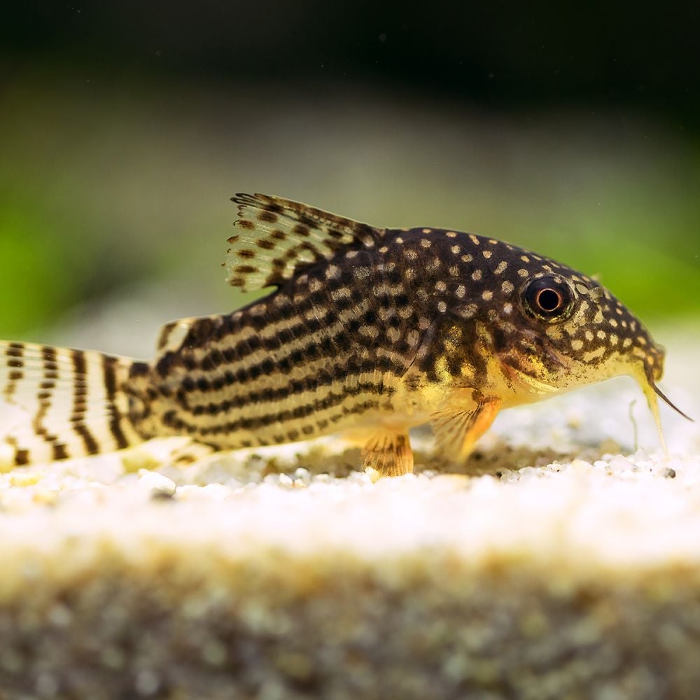 Fish - Corydoras sterbai - Sterbas Corydoras