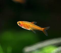 Fish - Tetras - Ember