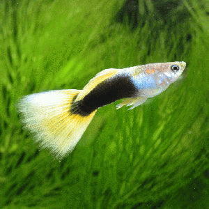 Fish - Guppies - Tuxedo