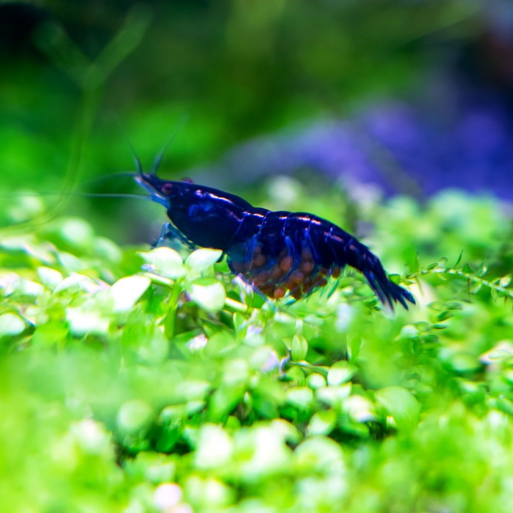 Shrimp - Neocaridina davidi var. blues - Blue Jelly Shrimp
