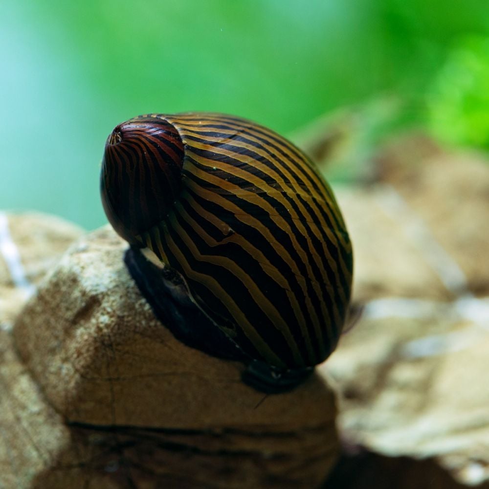 Snail - Neritina natalensis zebra - Zebra Nerite Snail