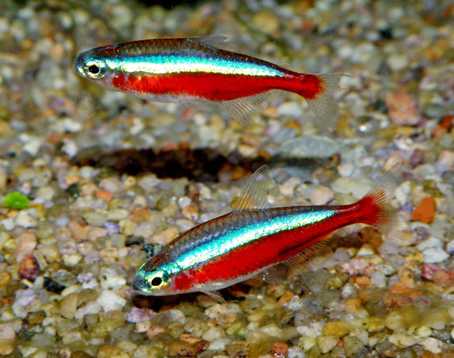 Fish - Tetras - Cardinal