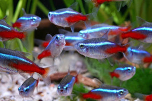 Fish - Tetras - Neon
