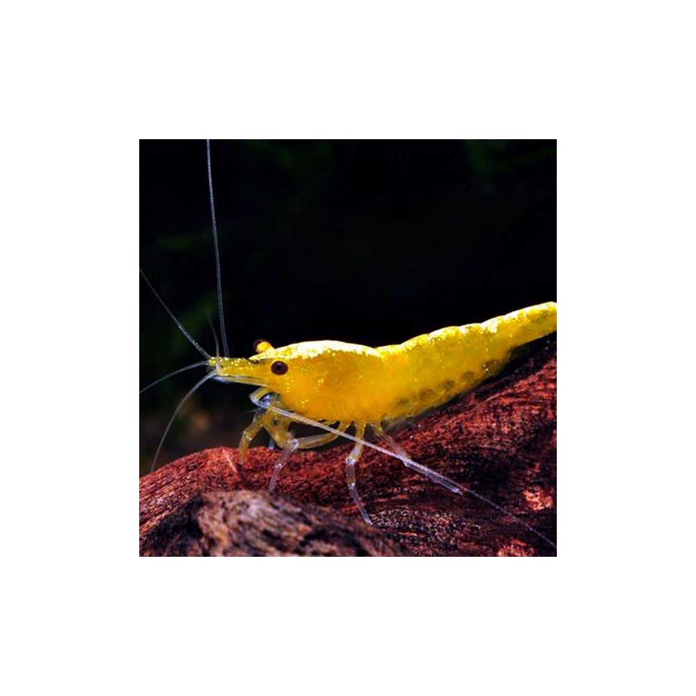 Shrimp - Neocaridina davidi var. yellow - Yellow Fire Shrimp