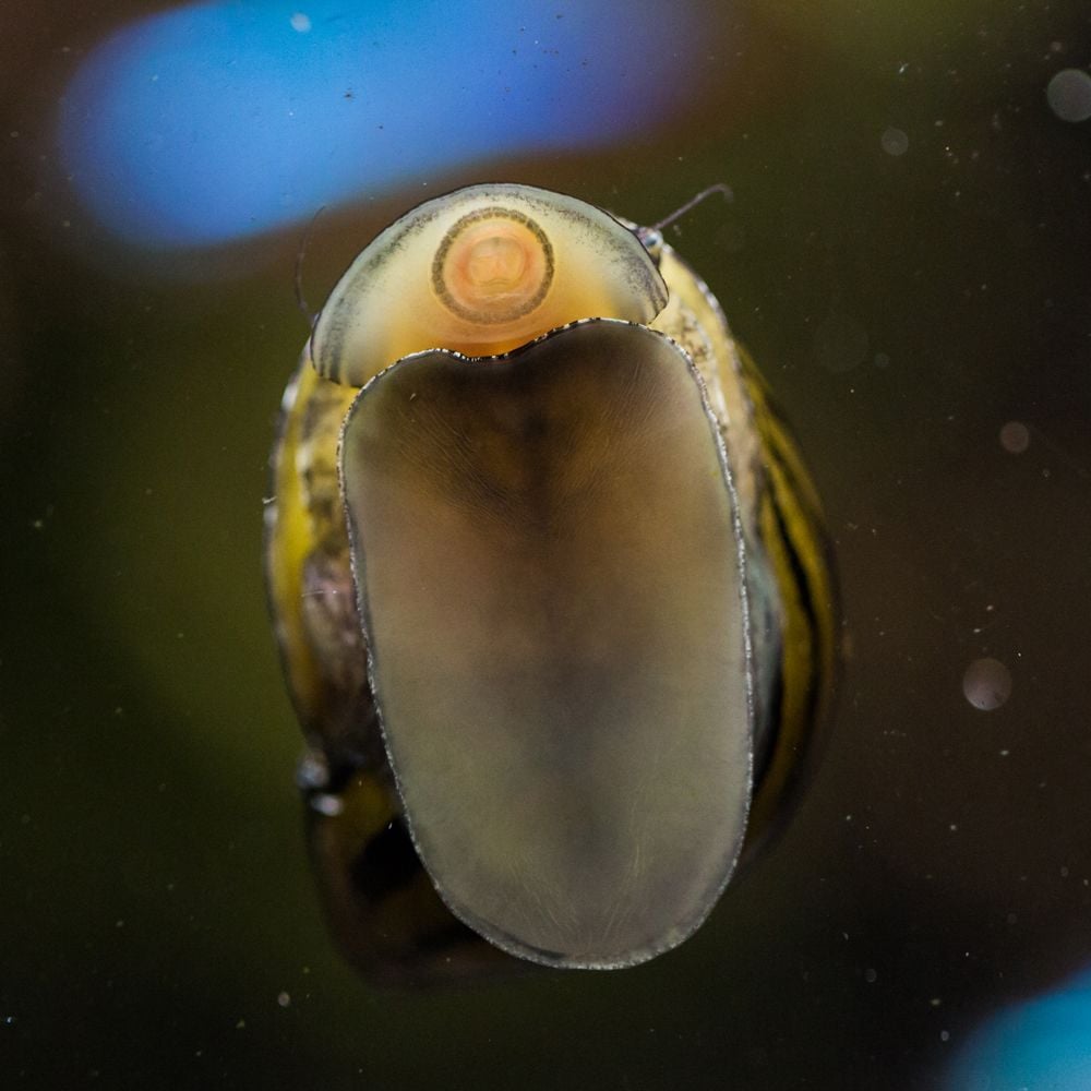 Snail - Vittina semiconica - Onion Snail