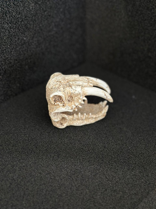 Saber Toothed Tiger Skull