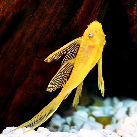 Fish - Ancistrus cf. cirrhosus - Bristlenose Pleco Yellow