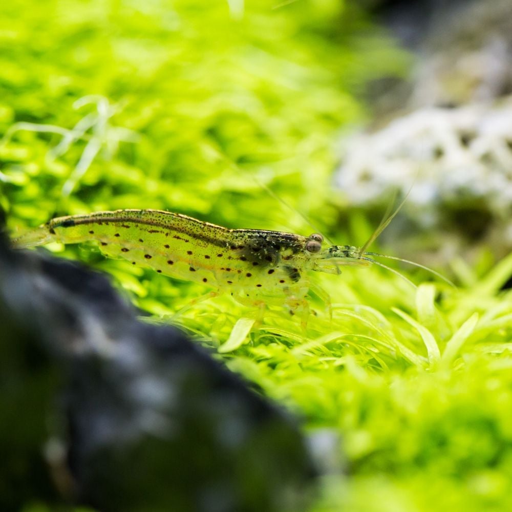 Shrimp - Caridina multidentata - Amano Shrimp – The Offish