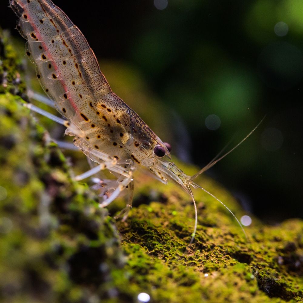 Shrimp - Caridina multidentata - Amano Shrimp