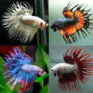 Betta fish - Crowntail
