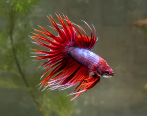 Betta fish - Crowntail