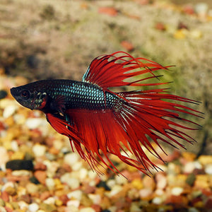 Betta fish - Crowntail