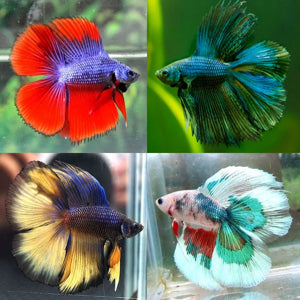 Fish - Betta fish - Doubletail