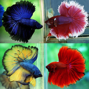 Fish - Betta fish - Halfmoon