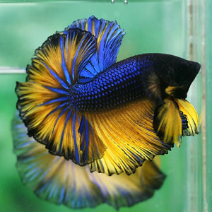 Fish - Betta fish - Halfmoon