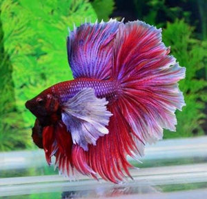 Fish - Betta fish - Halfmoon