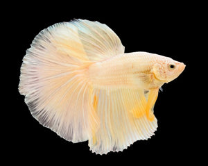 Fish - Betta fish - Halfmoon