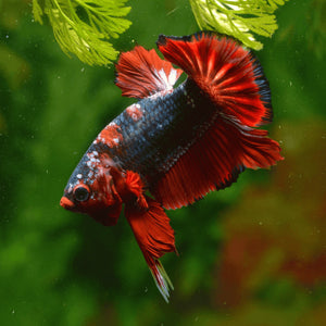 Fish - Betta fish - Plakat