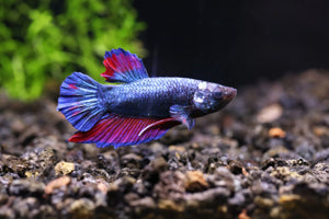 Fish - Betta fish - Plakat