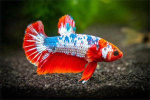 Fish - Betta fish - Plakat