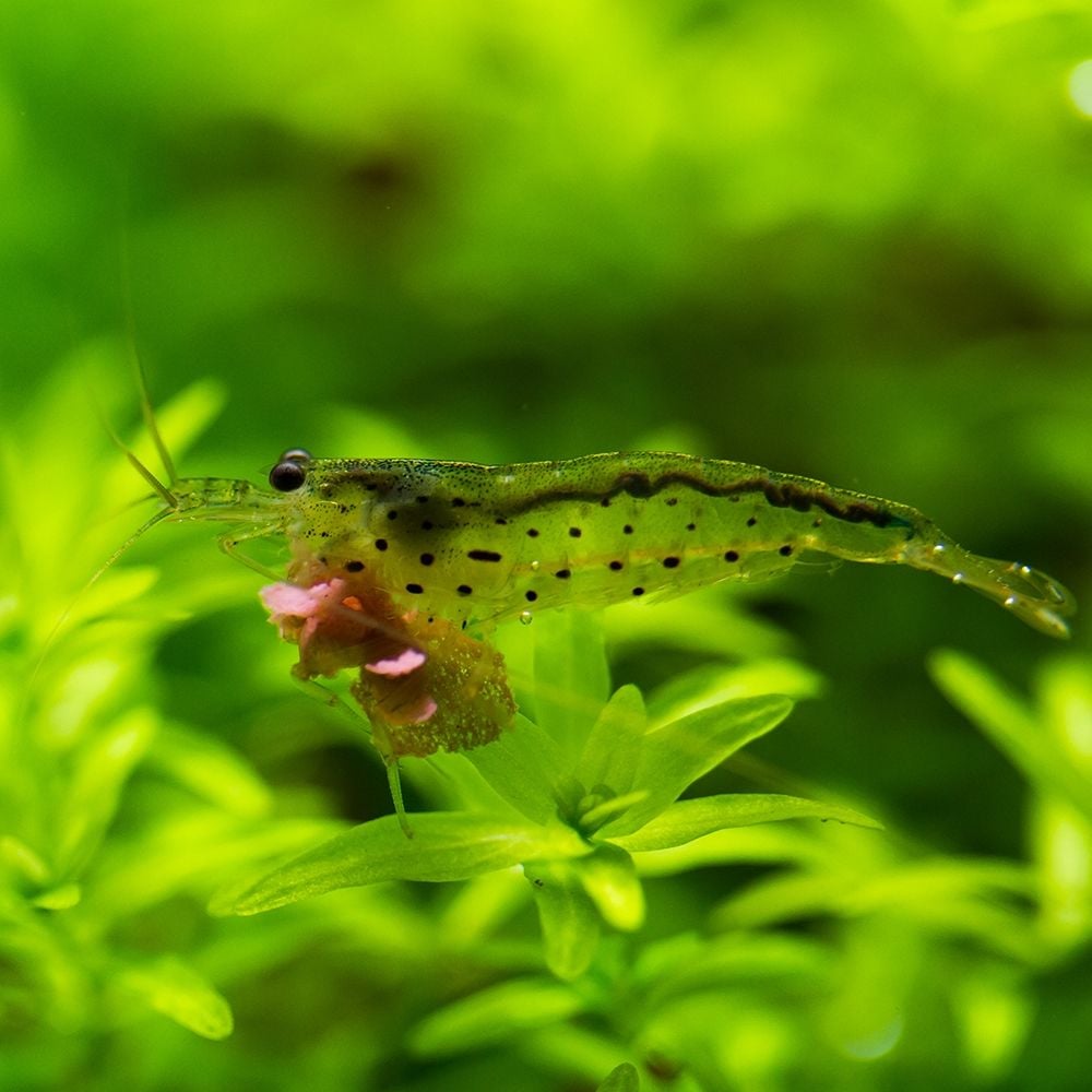 Shrimp - Caridina multidentata - Amano Shrimp