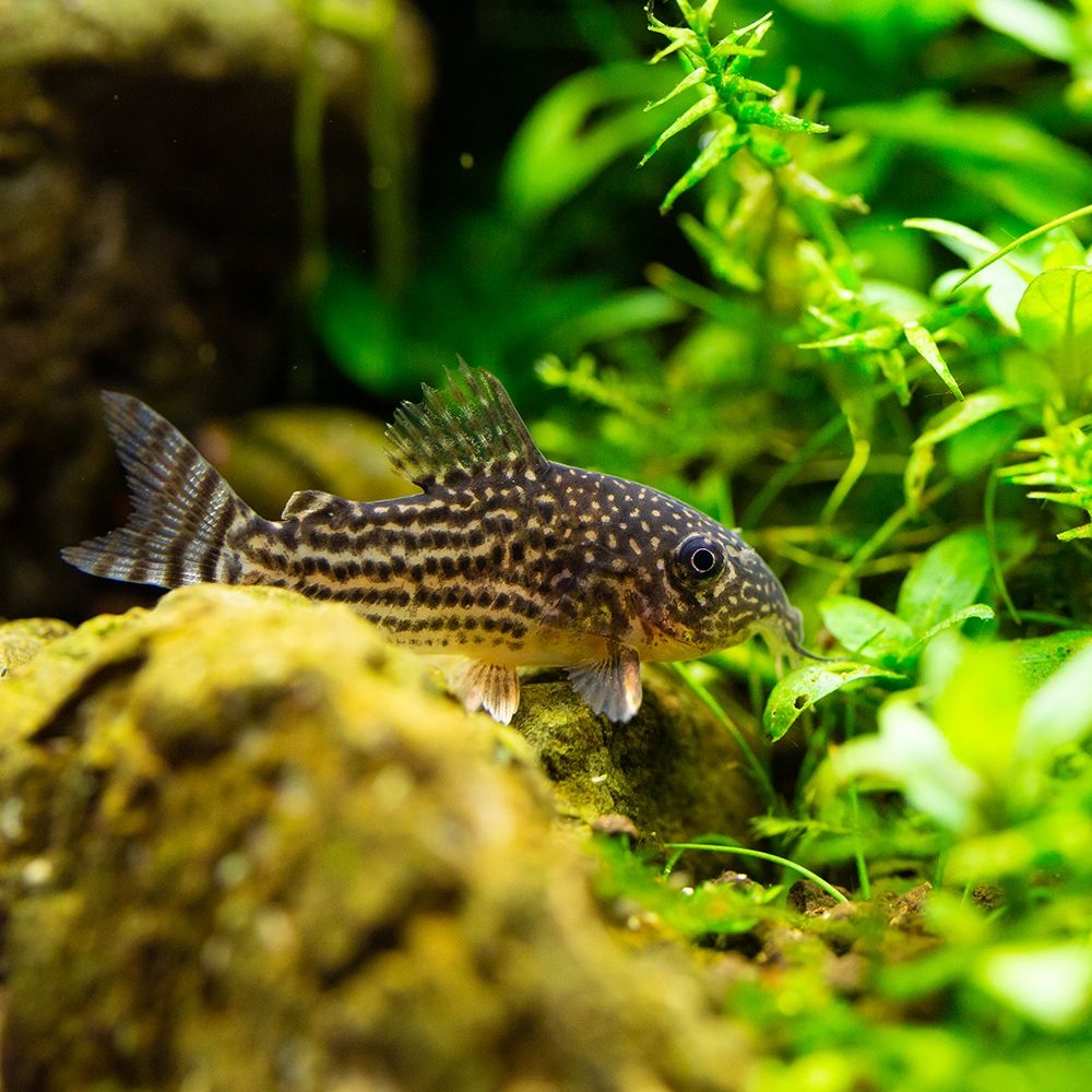 Fish - Corydoras sterbai - Sterbas Corydoras
