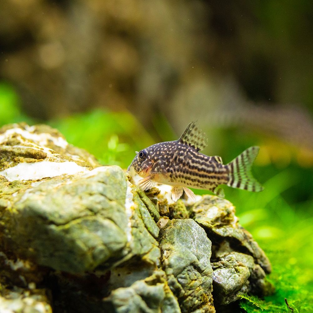 Fish - Corydoras sterbai - Sterbas Corydoras