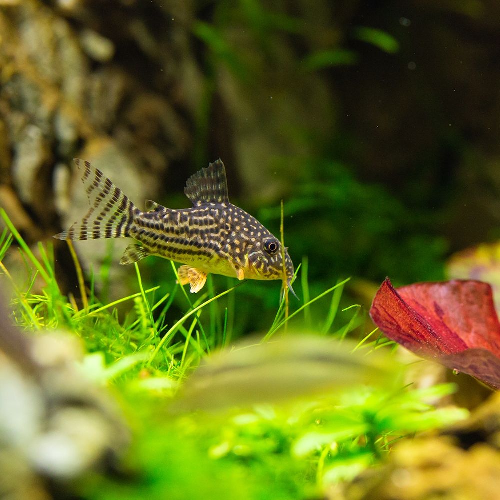 Fish - Corydoras sterbai - Sterbas Corydoras