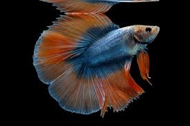 Fish - Betta fish - Doubletail
