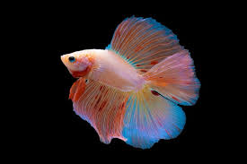 Fish - Betta fish - Doubletail