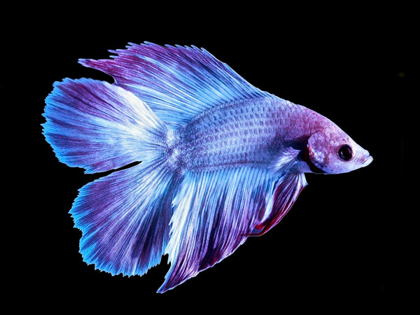 Fish - Betta fish - Doubletail