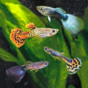Fish - Guppies - Assorted