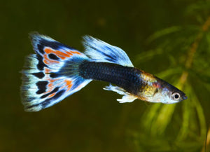 Fish - Guppies - Assorted
