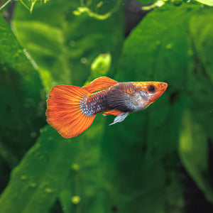 Fish - Guppies - Koi