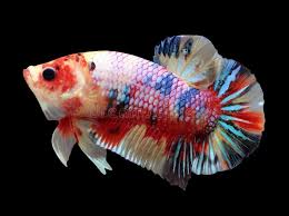 Fish - Betta fish - Candy