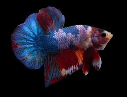 Fish - Betta fish - Candy