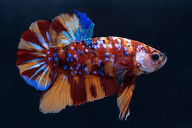 Offisah Fish - Betta fish - Candy – The Offish