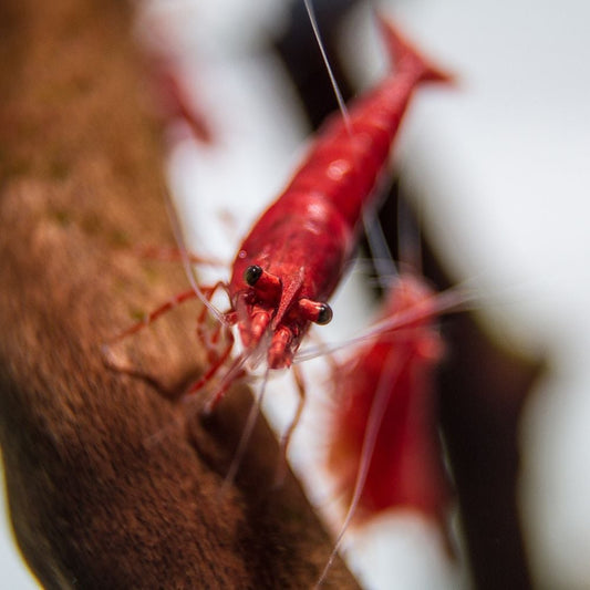 Shrimp - Neocaridina davidi var. red - Red Sakura Shrimp