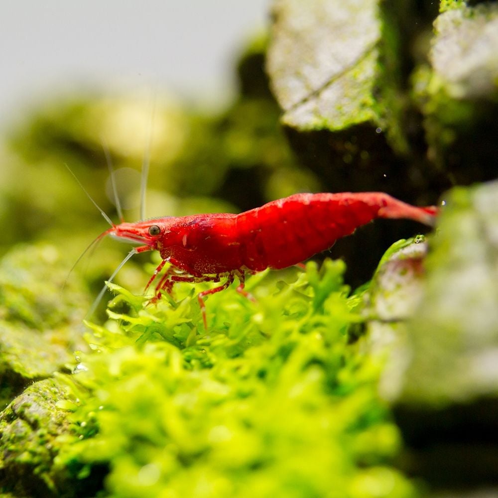 Shrimp - Neocaridina davidi var. red - Red Sakura Shrimp