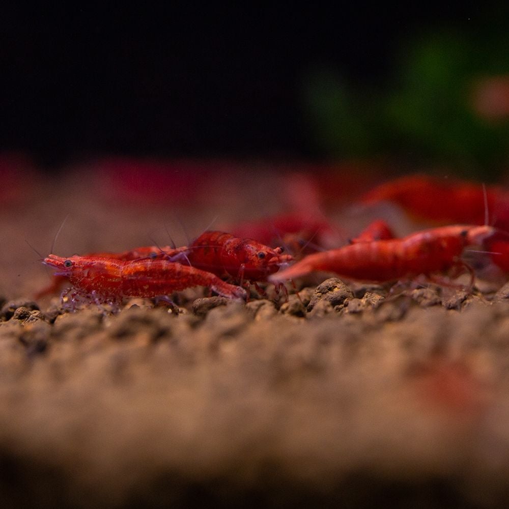 Shrimp - Neocaridina davidi var. red - Red Sakura Shrimp