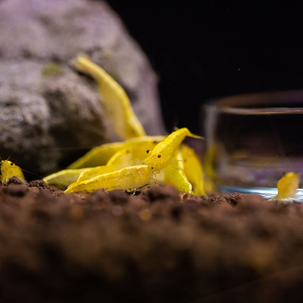 Shrimp - Neocaridina davidi var. yellow - Yellow Fire Shrimp