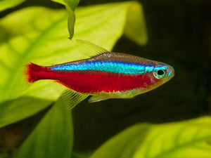 Fish - Tetras - Cardinal