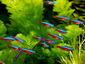 Fish - Tetras - Cardinal