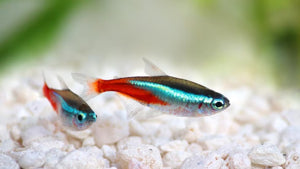 Fish - Tetras - Neon
