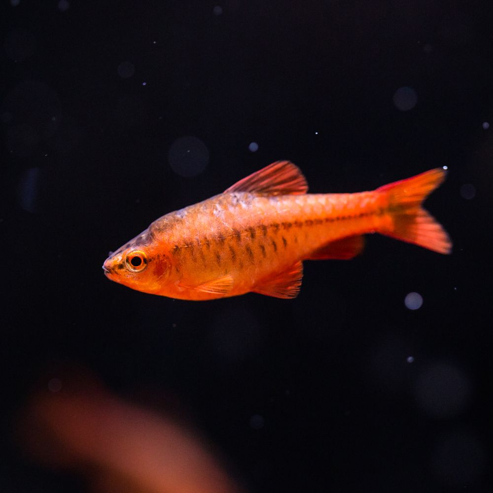 Fish - Puntius titteya - Cherry Barb Barbus Titteya
