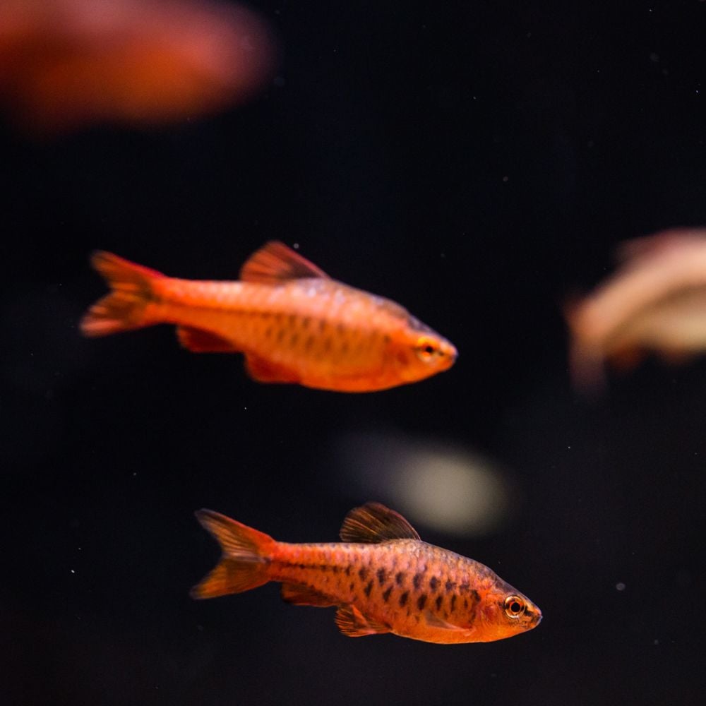 Fish - Puntius titteya - Cherry Barb Barbus Titteya