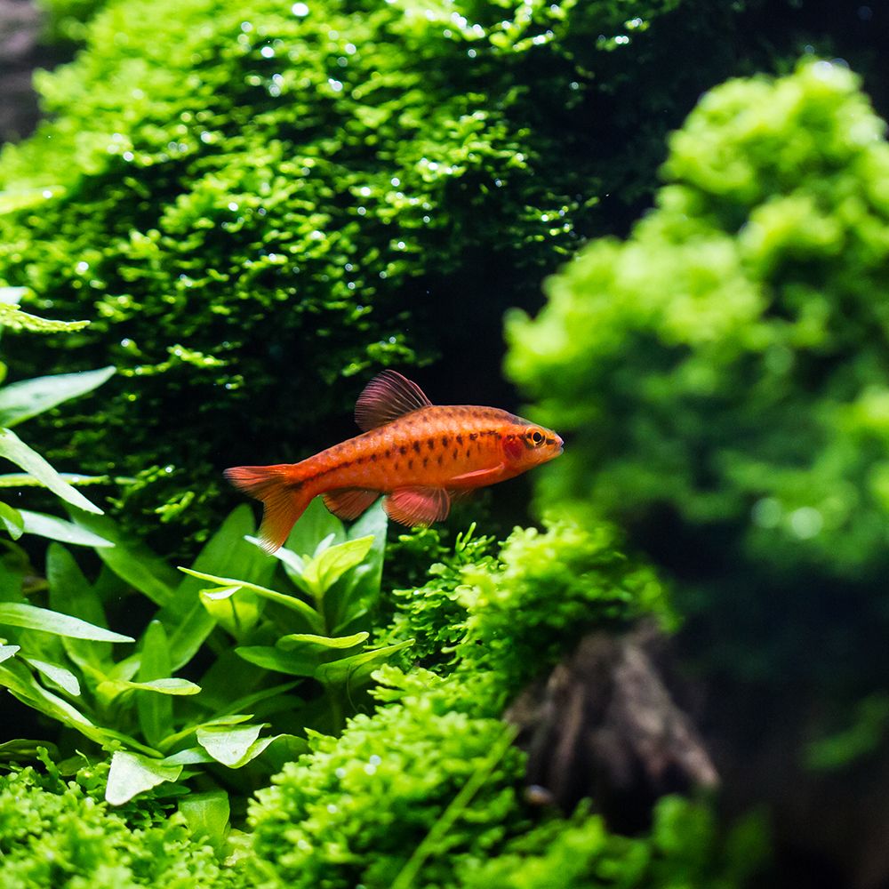 Fish - Puntius titteya - Cherry Barb Barbus Titteya
